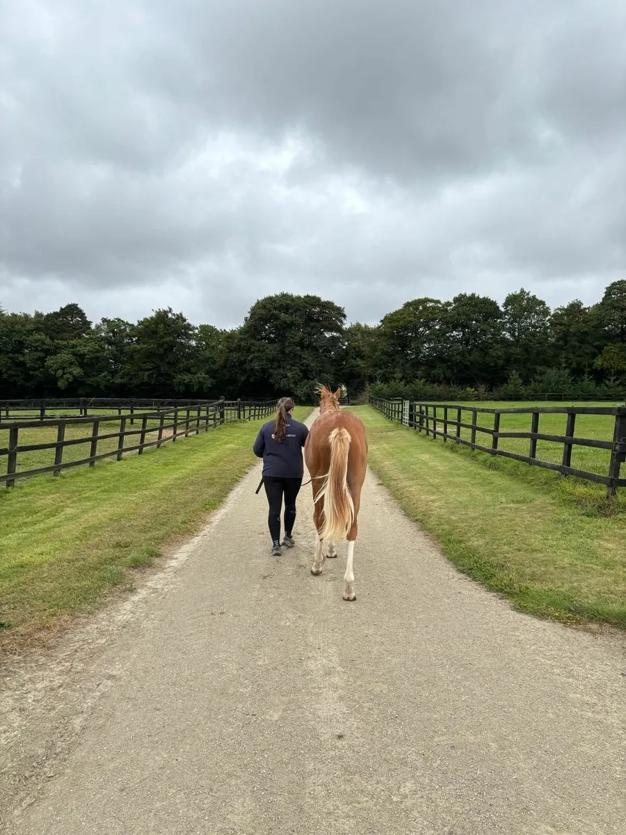 Kool Kompany colt out of Listed Placed Hurdler - Image 3