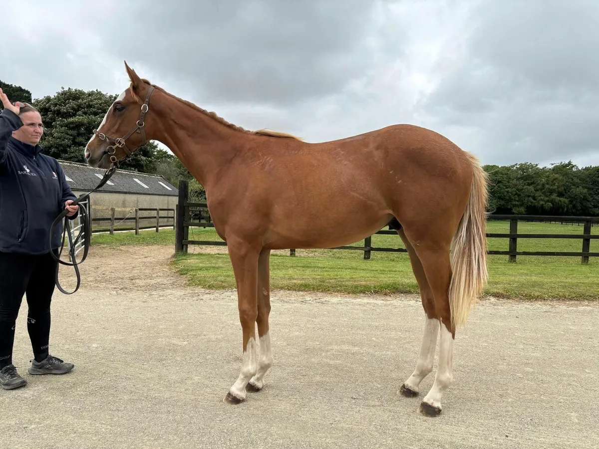 Kool Kompany colt out of Listed Placed Hurdler - Image 1