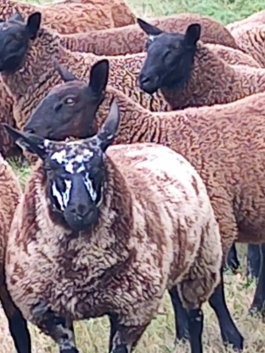 💥Spotted Dutch Ewelambs for Carnaross Mart💥 - Image 1