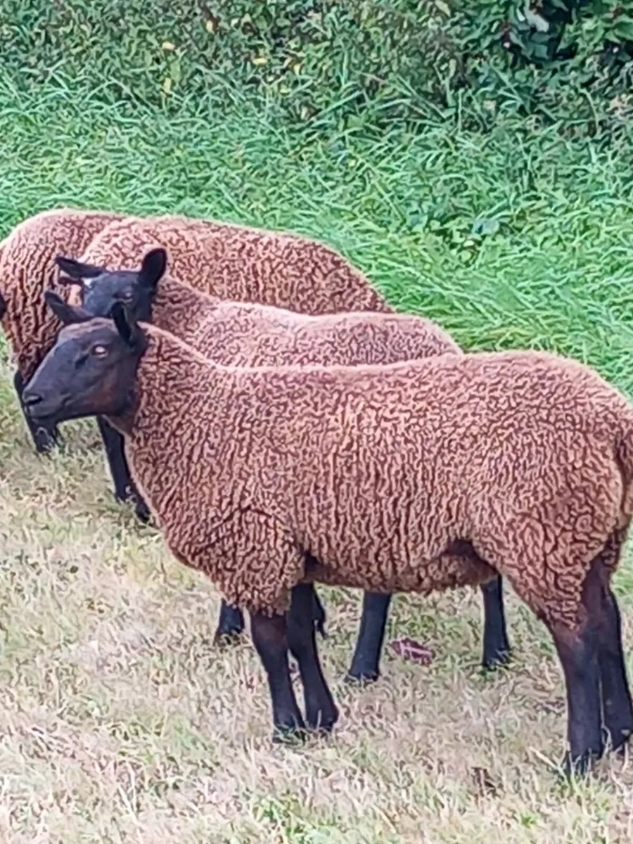 💥Spotted Dutch Ewelambs for Carnaross Mart💥 - Image 3