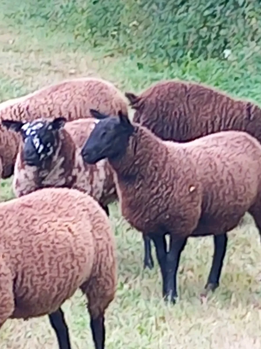 💥Spotted Dutch Ewelambs for Carnaross Mart💥 - Image 4