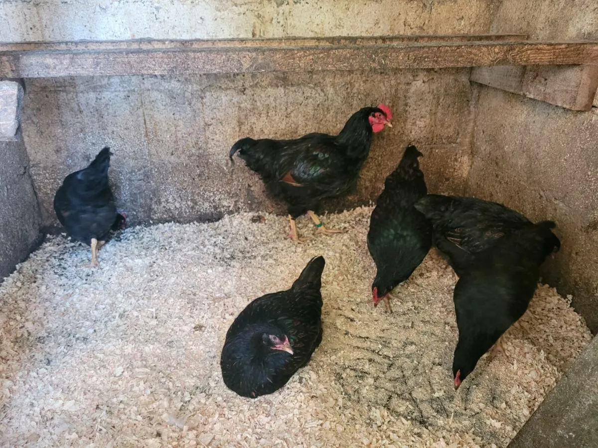 Barnevelder,bantams,buff orpingtons - Image 2