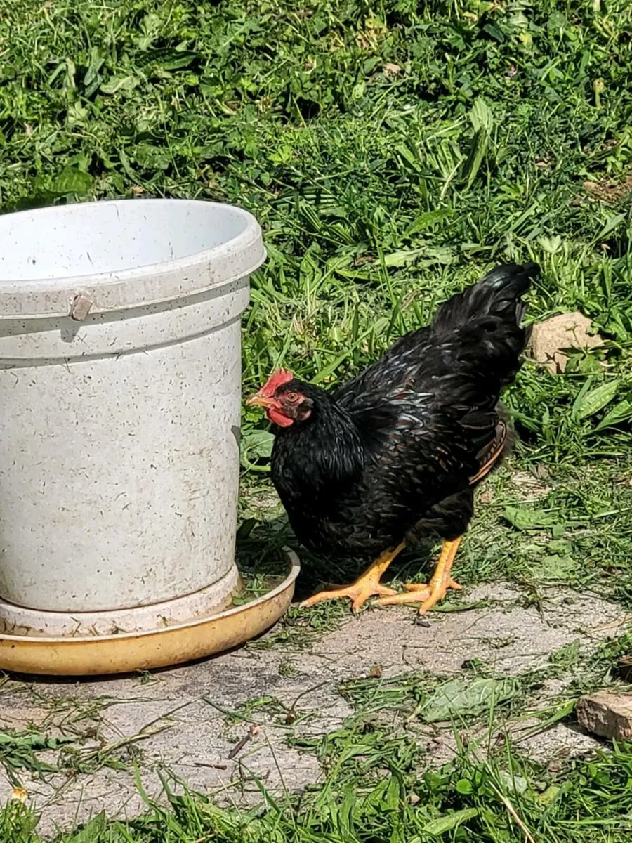 Barnevelder,bantams,buff orpingtons - Image 3