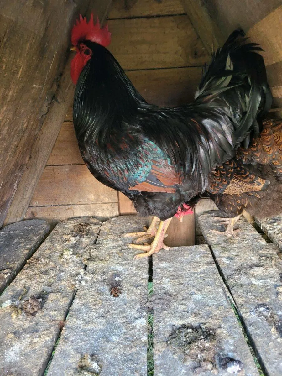 Barnevelder,bantams,buff orpingtons - Image 4