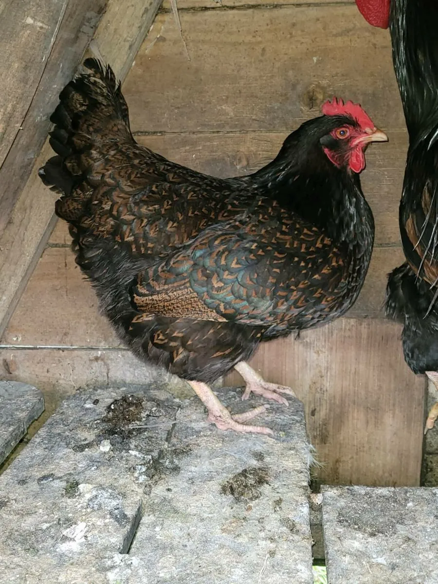 Barnevelder,bantams,buff orpingtons - Image 1