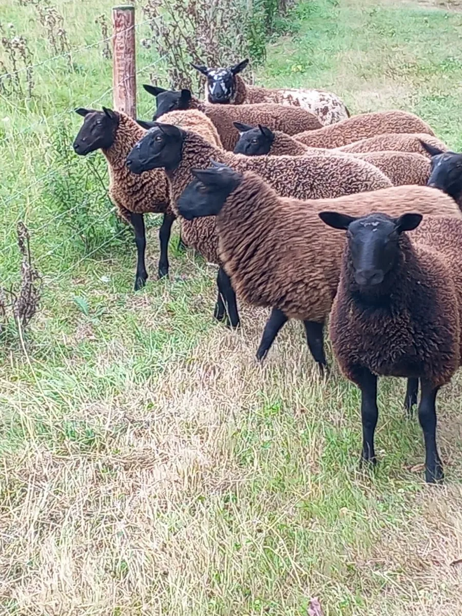 💥Spotted Dutch Ewelambs for Carnaross Mart💥 - Image 2