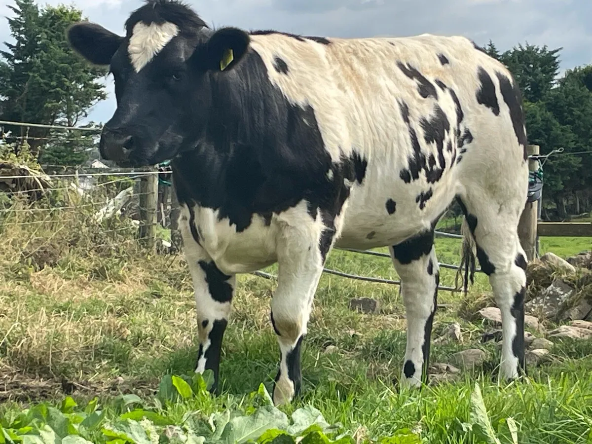 BBX Breeding Hfr for Elphin - Image 1