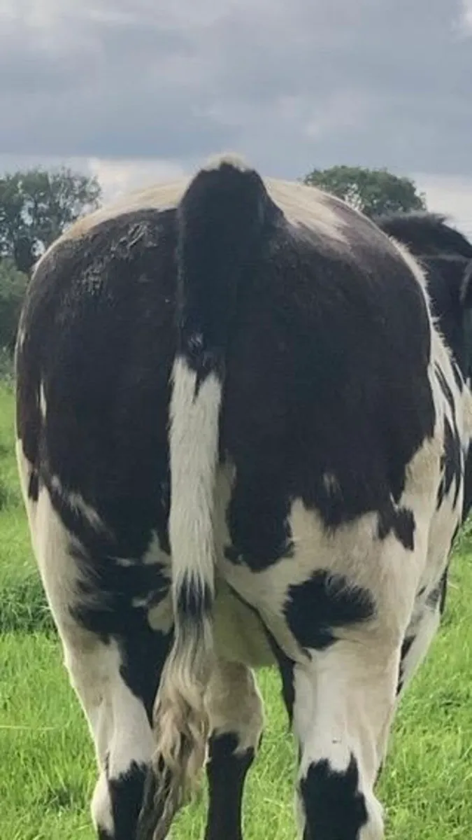 BBX Breeding Hfr for Elphin - Image 2
