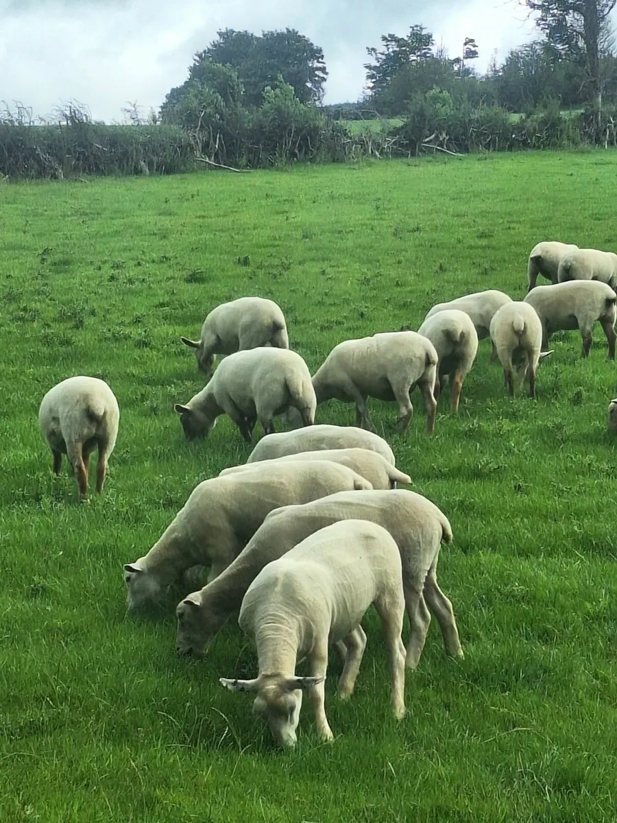 Sheep - Image 2