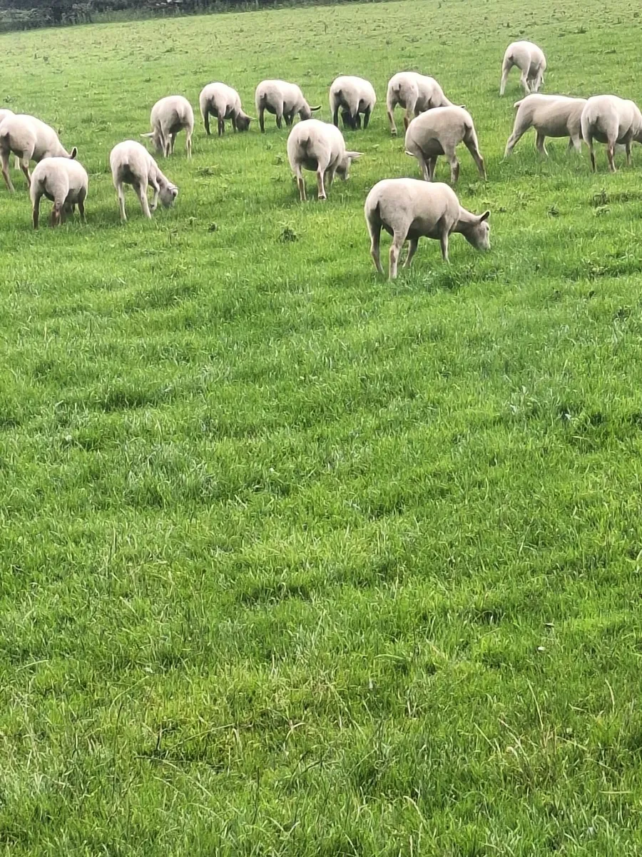 Sheep - Image 3