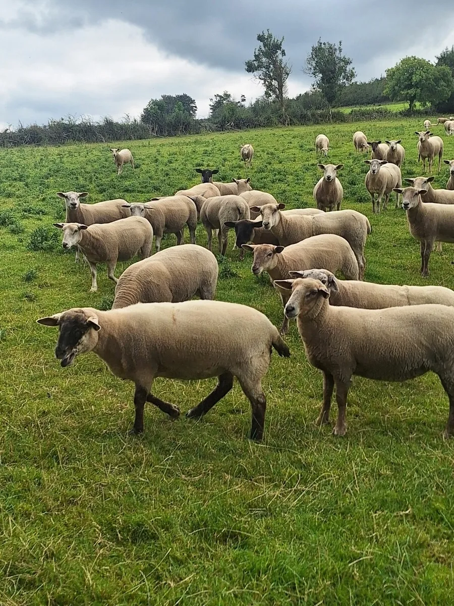 Sheep - Image 4