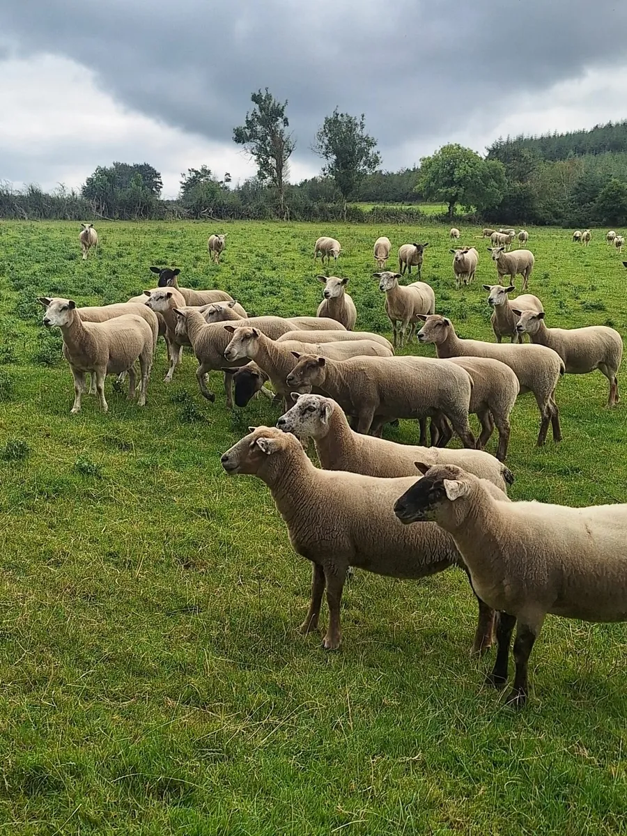 Sheep - Image 1