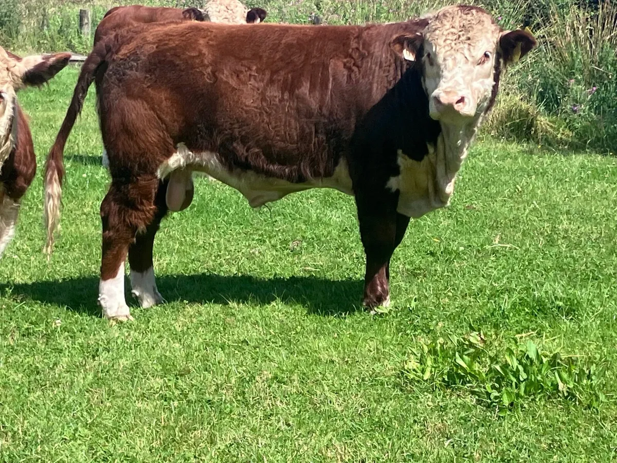 3 PBR hereford bulls for sale - Image 3
