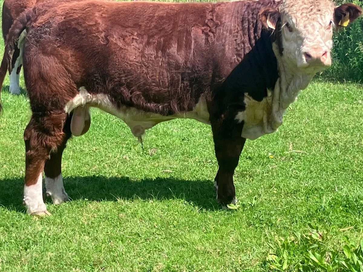 3 PBR hereford bulls for sale - Image 4