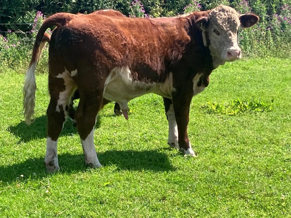 3 PBR hereford bulls for sale - Image 2