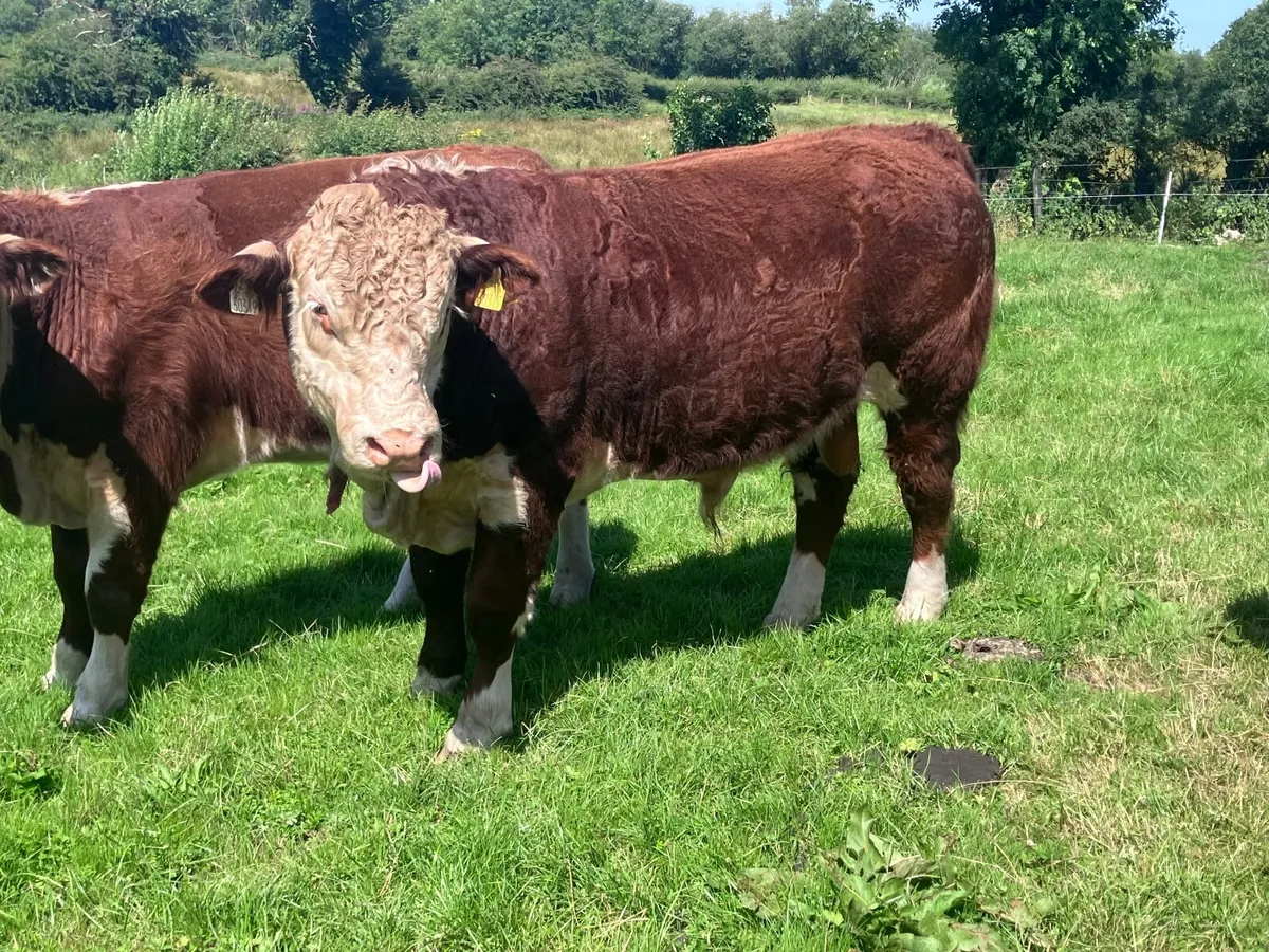 3 PBR hereford bulls for sale - Image 1
