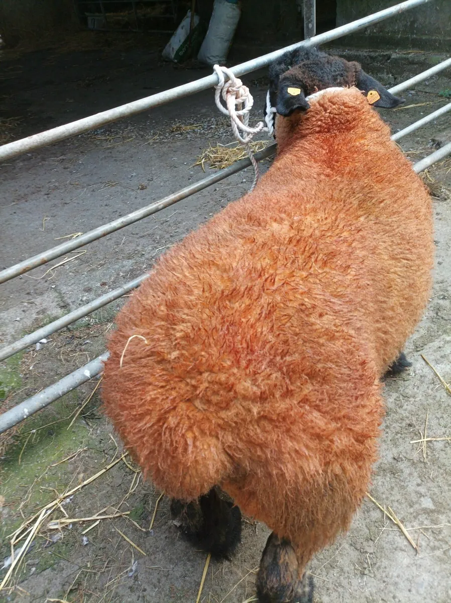Athenry Suffolk ram sale - Image 1