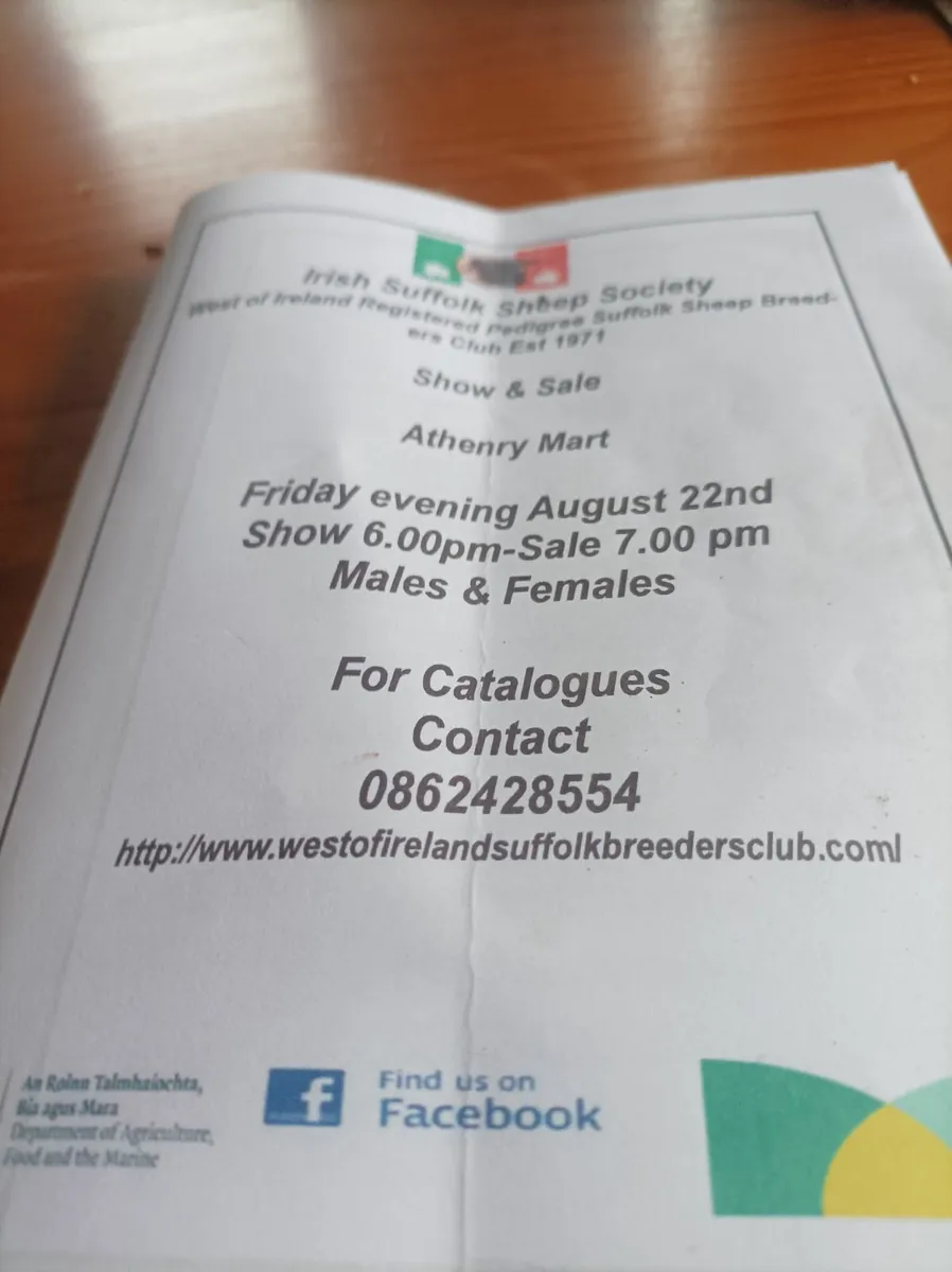 Athenry Suffolk ram sale - Image 2