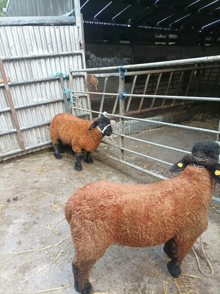 Athenry Suffolk ram sale - Image 3