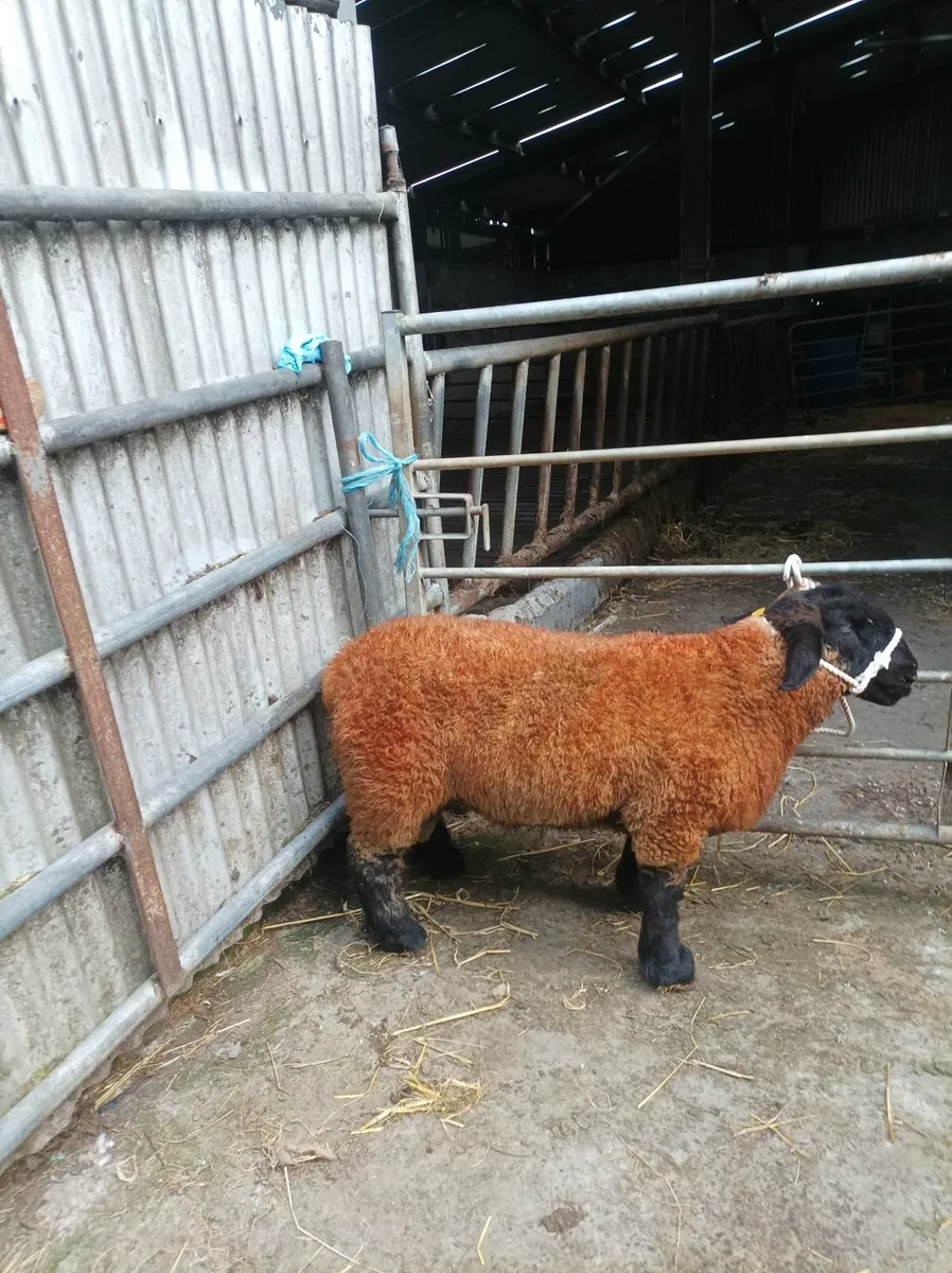 Athenry Suffolk ram sale - Image 4