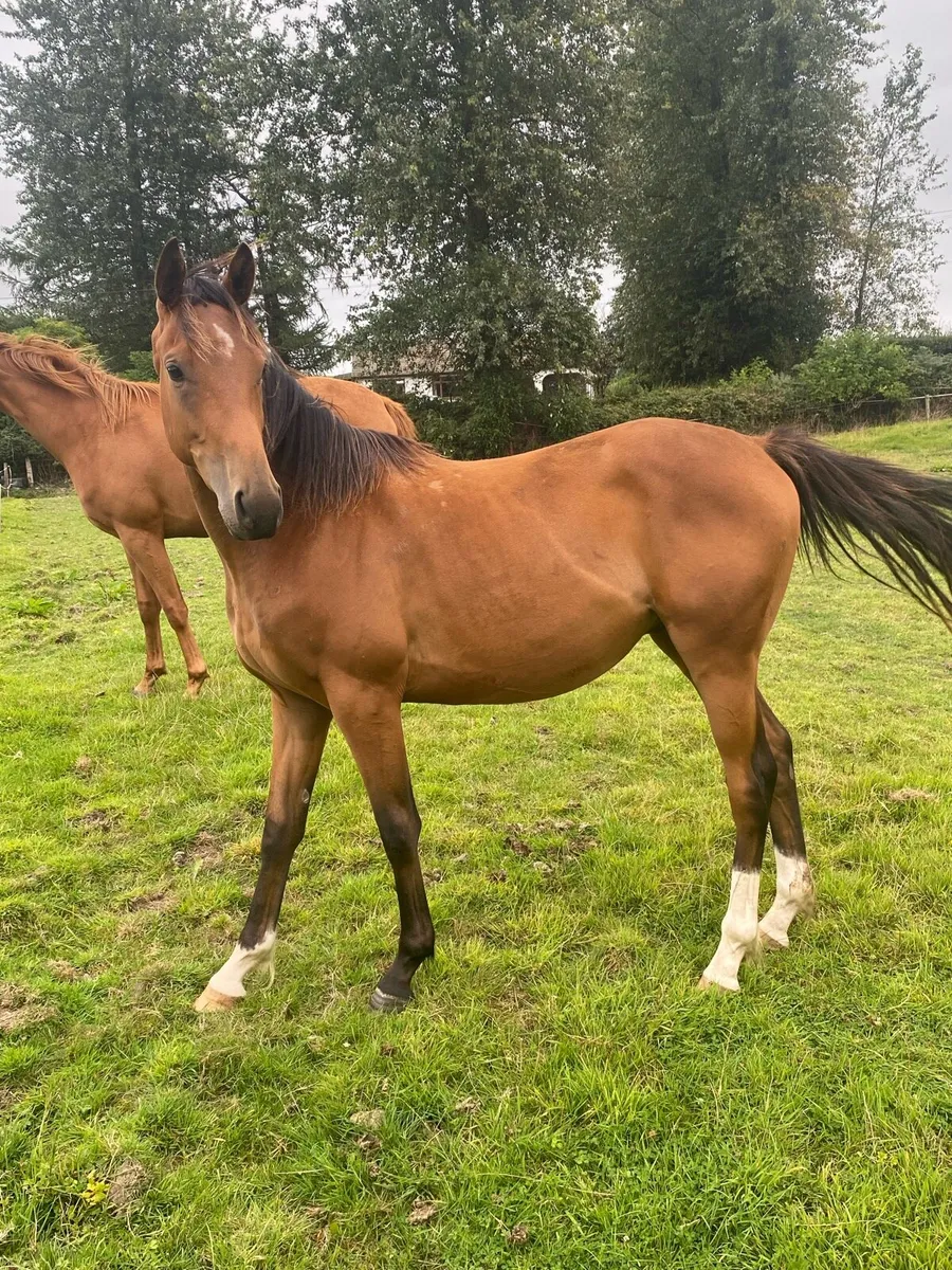 2 Yr old thoroughbred- brother to 2 winners - Image 2