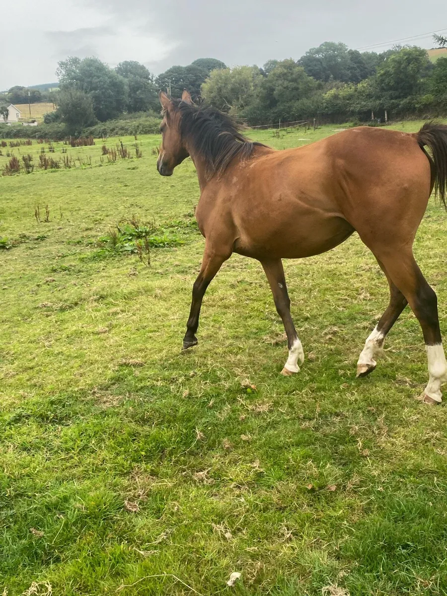2 Yr old thoroughbred- brother to 2 winners - Image 3