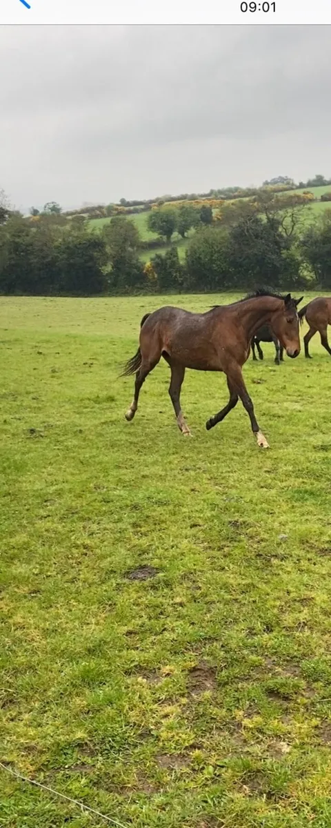 2 Yr old thoroughbred- brother to 2 winners - Image 1