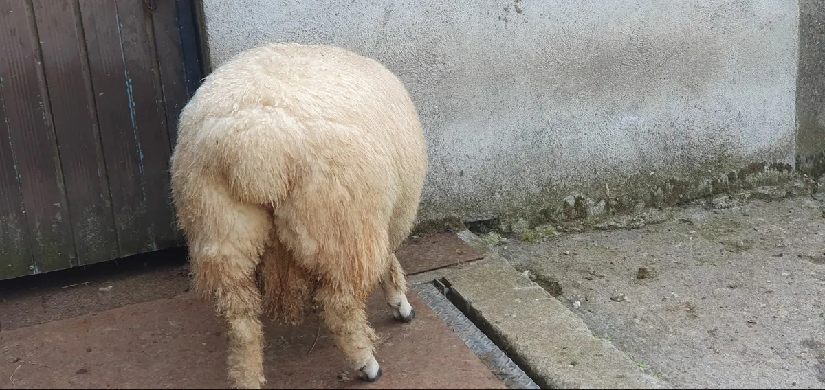 Purebred Galway Ram Lamb - Image 3