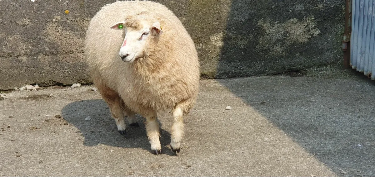 Purebred Galway Ram Lamb - Image 2