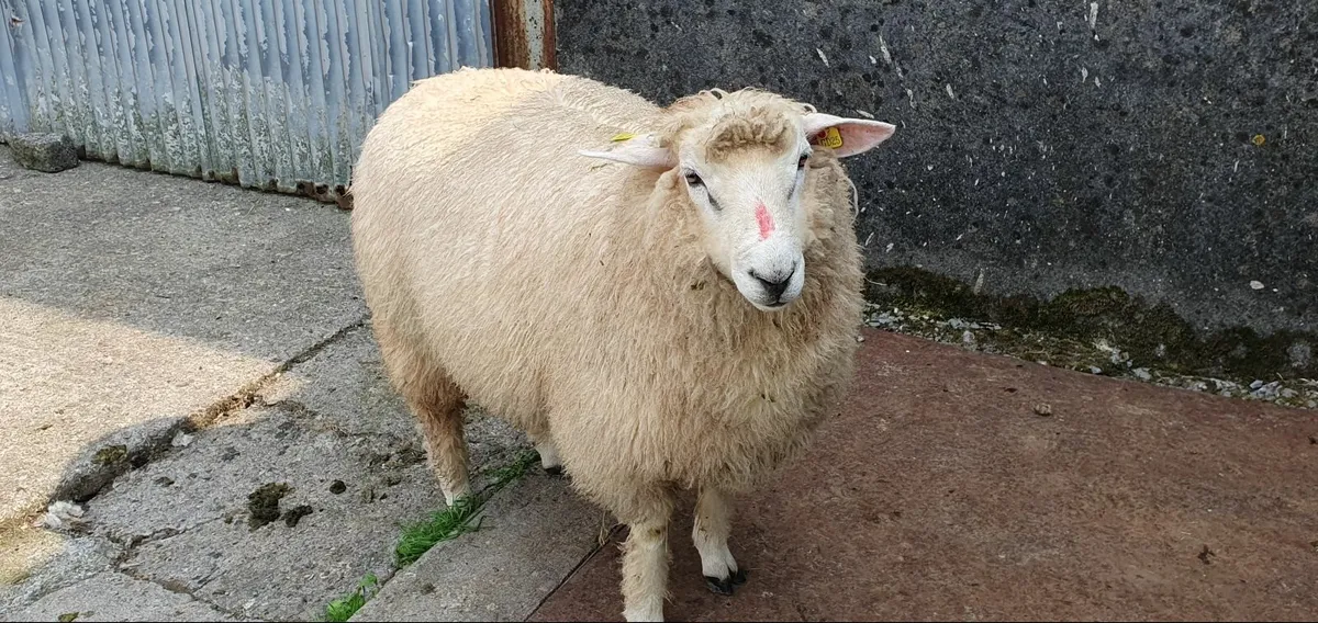Purebred Galway Ram Lamb - Image 4