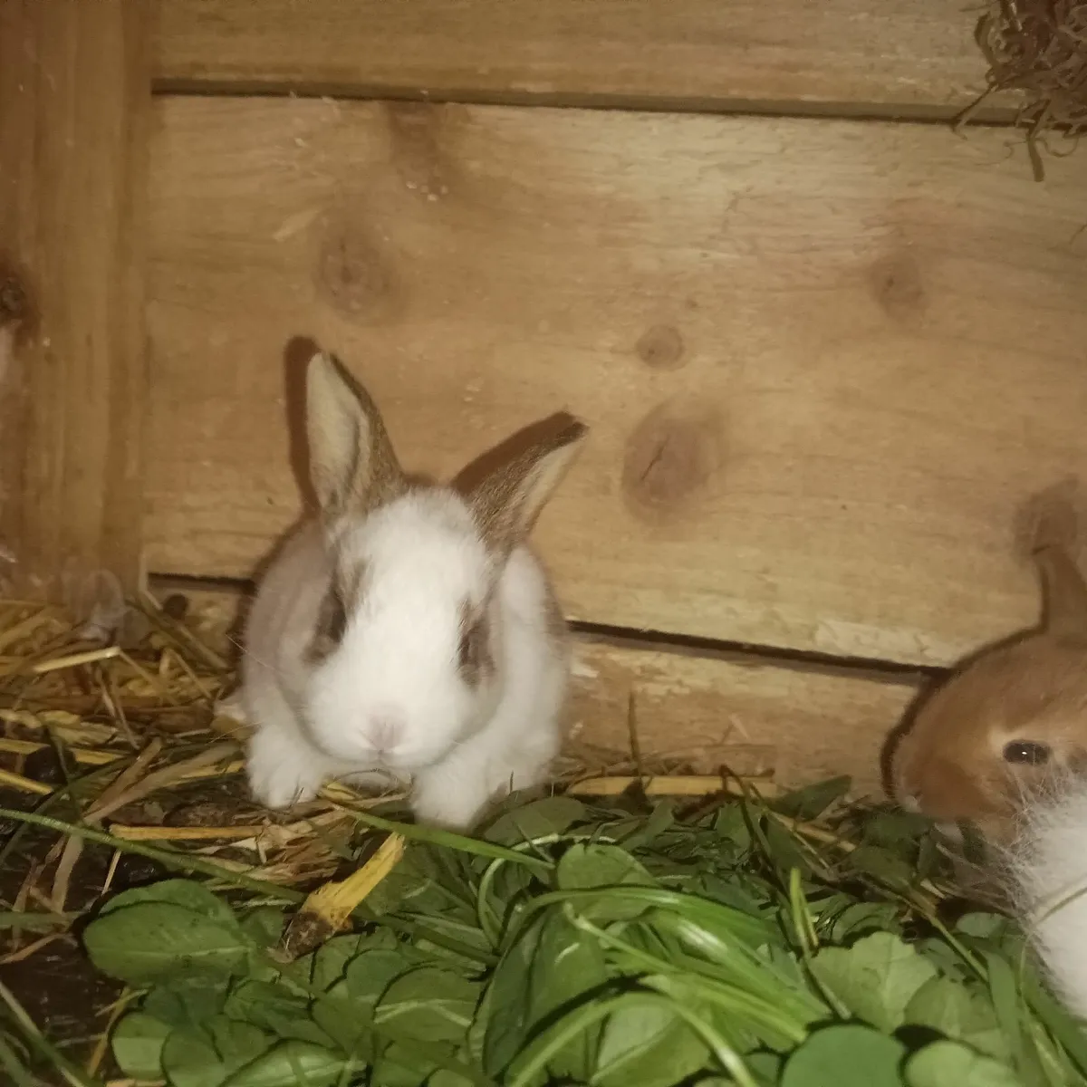 Pure bred New Zealand rabbits UPDATE 21/8/2025 - Image 3