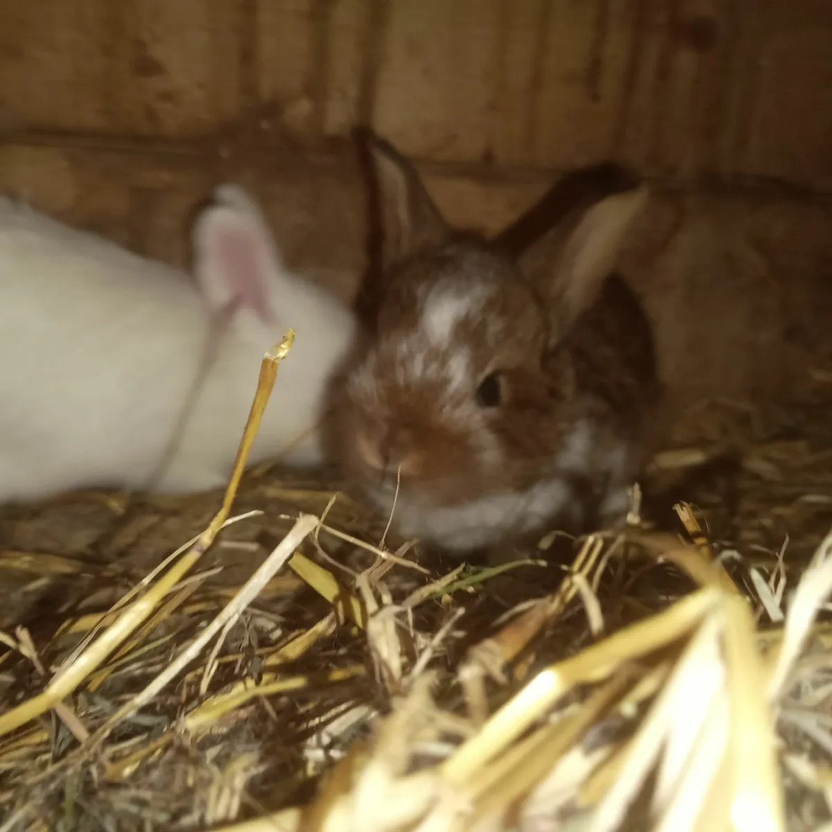 Pure bred New Zealand rabbits UPDATE 21/8/2025 - Image 4