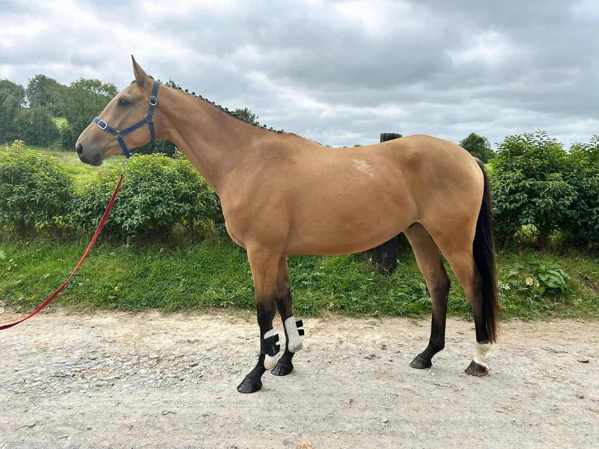 Lot 260 Grand Marnier x Winged Love gelding - Image 1