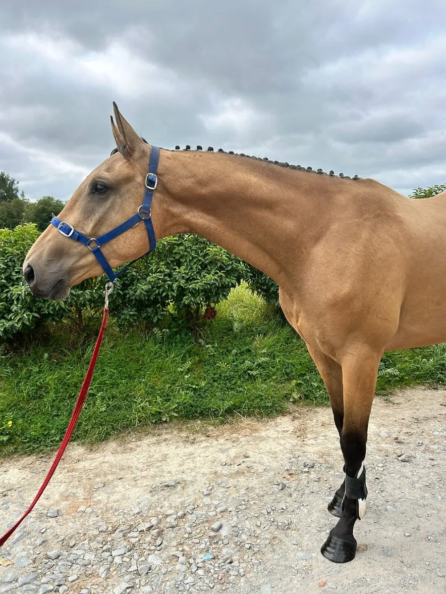 Lot 260 Grand Marnier x Winged Love gelding - Image 3