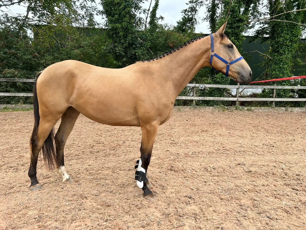 Lot 260 Grand Marnier x Winged Love gelding - Image 4