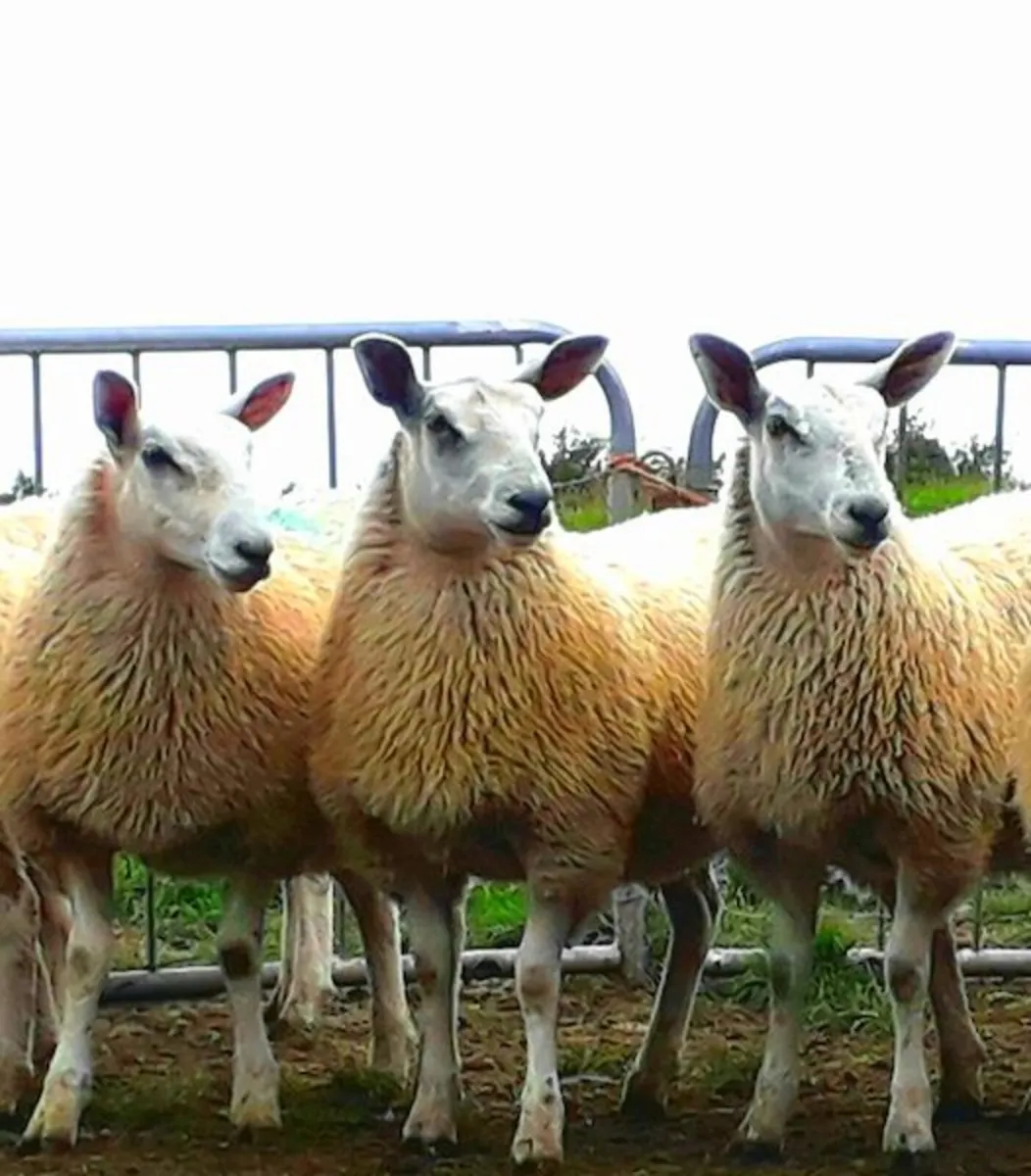 💥Aberfield Ewelambs for Carnaross Mart💥 - Image 1