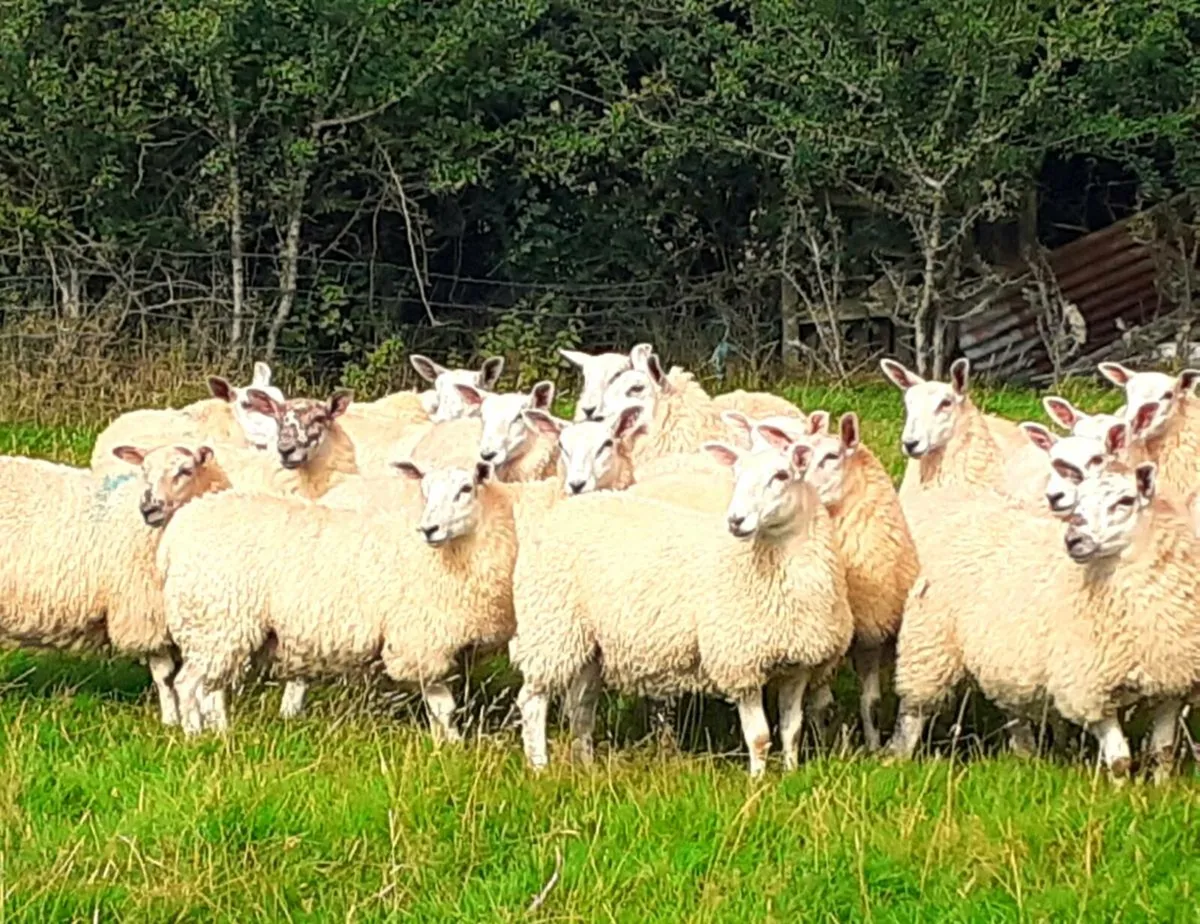 💥Aberfield Ewelambs for Carnaross Mart💥 - Image 2