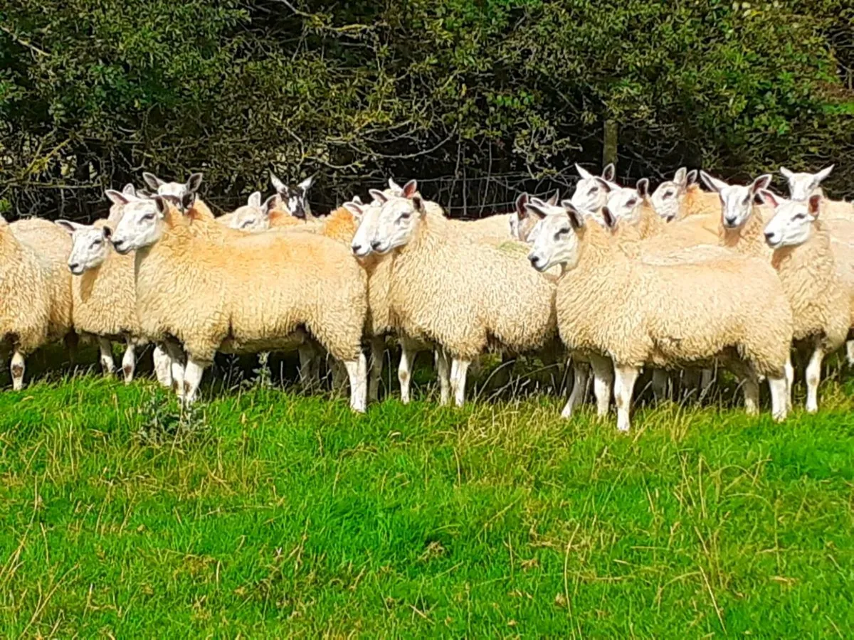 💥Aberfield Ewelambs for Carnaross Mart💥 - Image 3