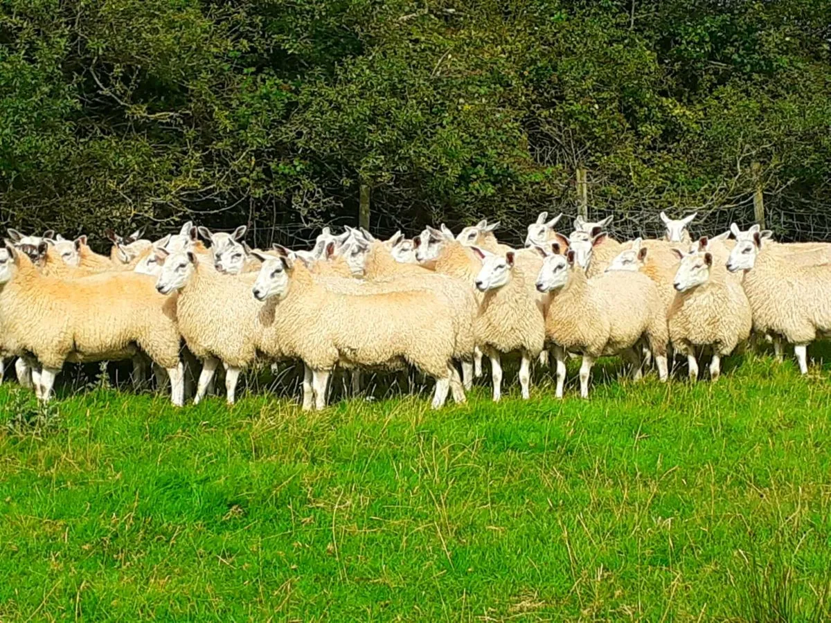 💥Aberfield Ewelambs for Carnaross Mart💥 - Image 4
