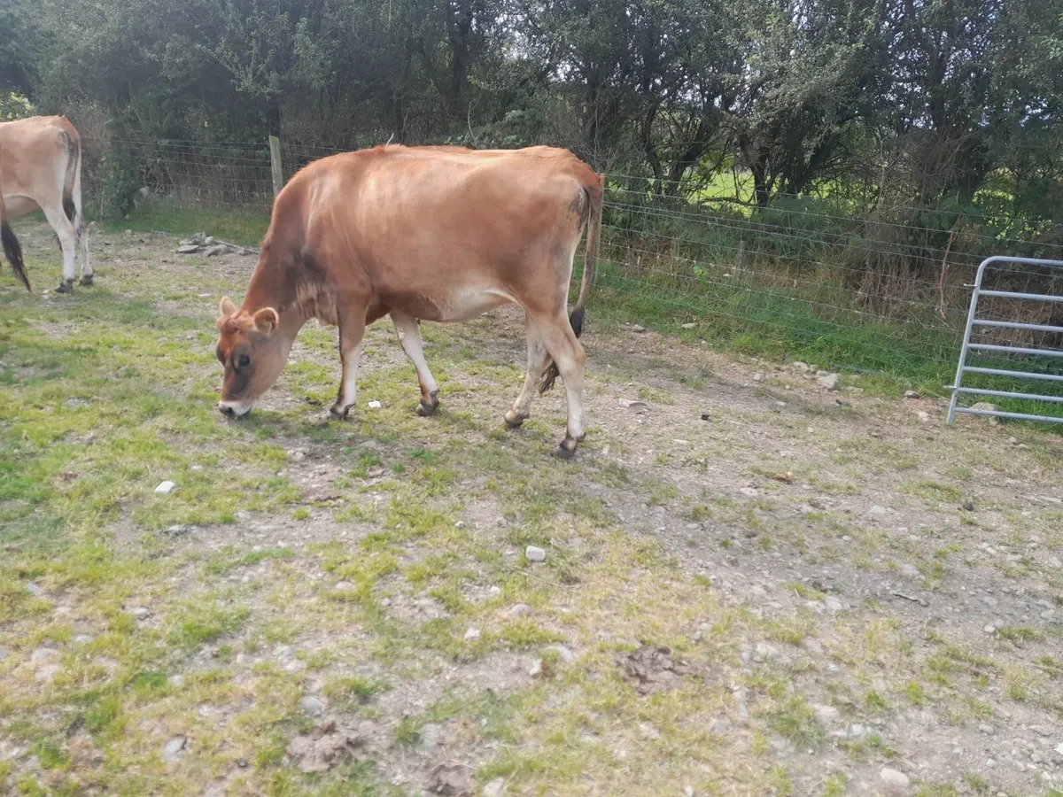 Pedigree jersey incalf heifers - Image 2