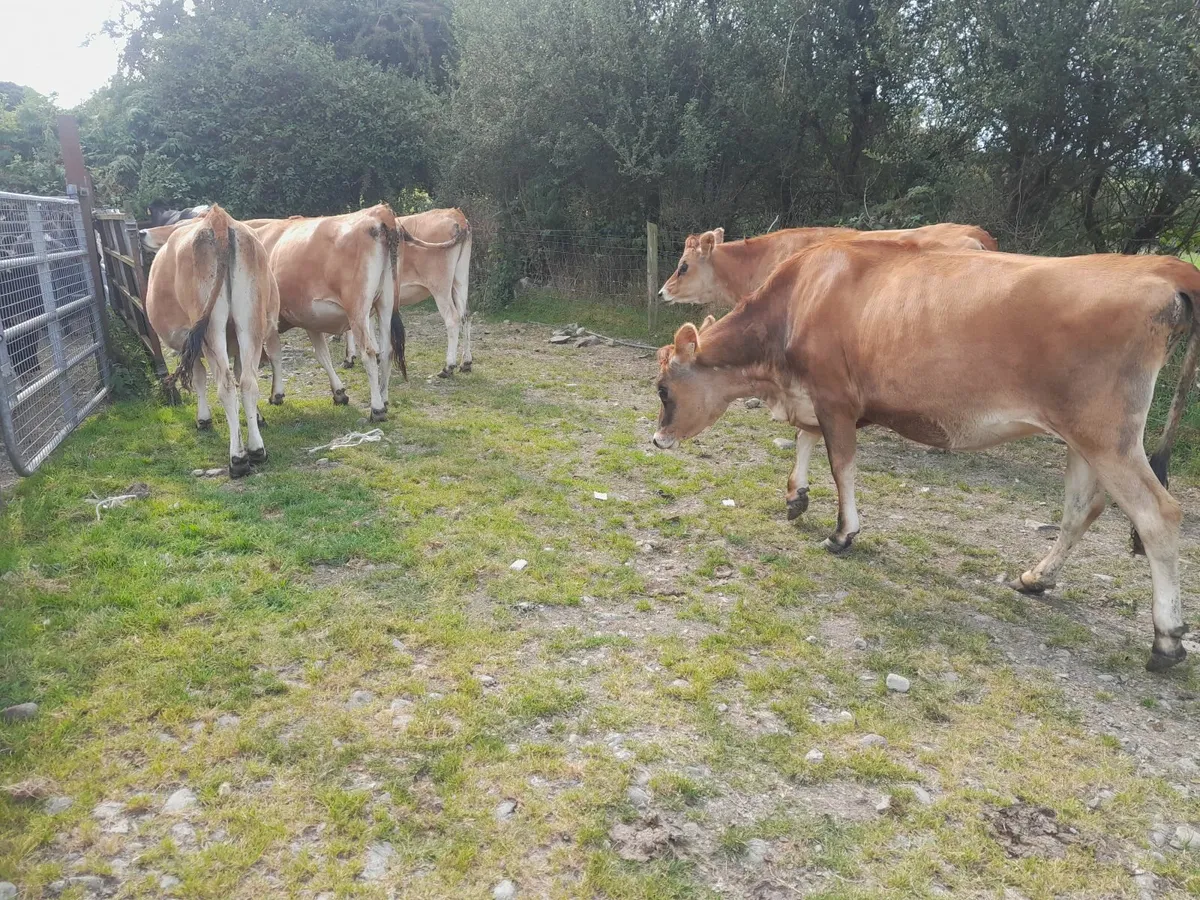 Pedigree jersey incalf heifers - Image 1