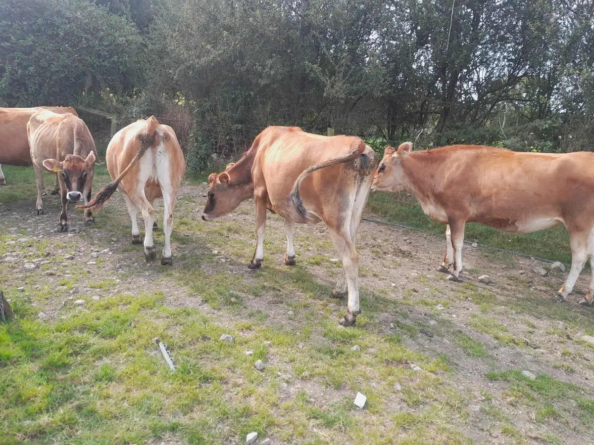 Pedigree jersey incalf heifers - Image 3