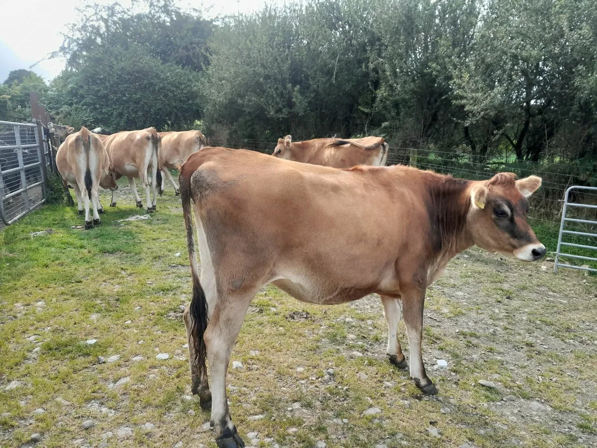 Pedigree jersey incalf heifers - Image 4