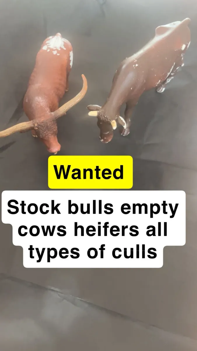 We buy all types of culls