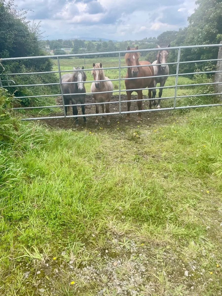 Ponies - Image 1