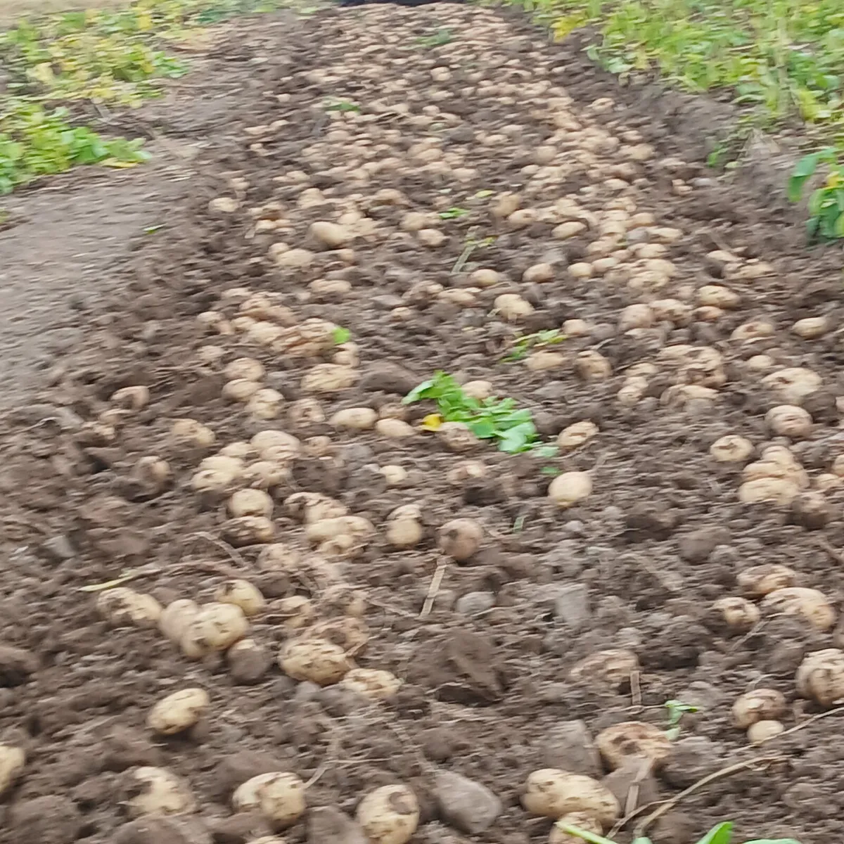 Good eating Queen's Potatoes