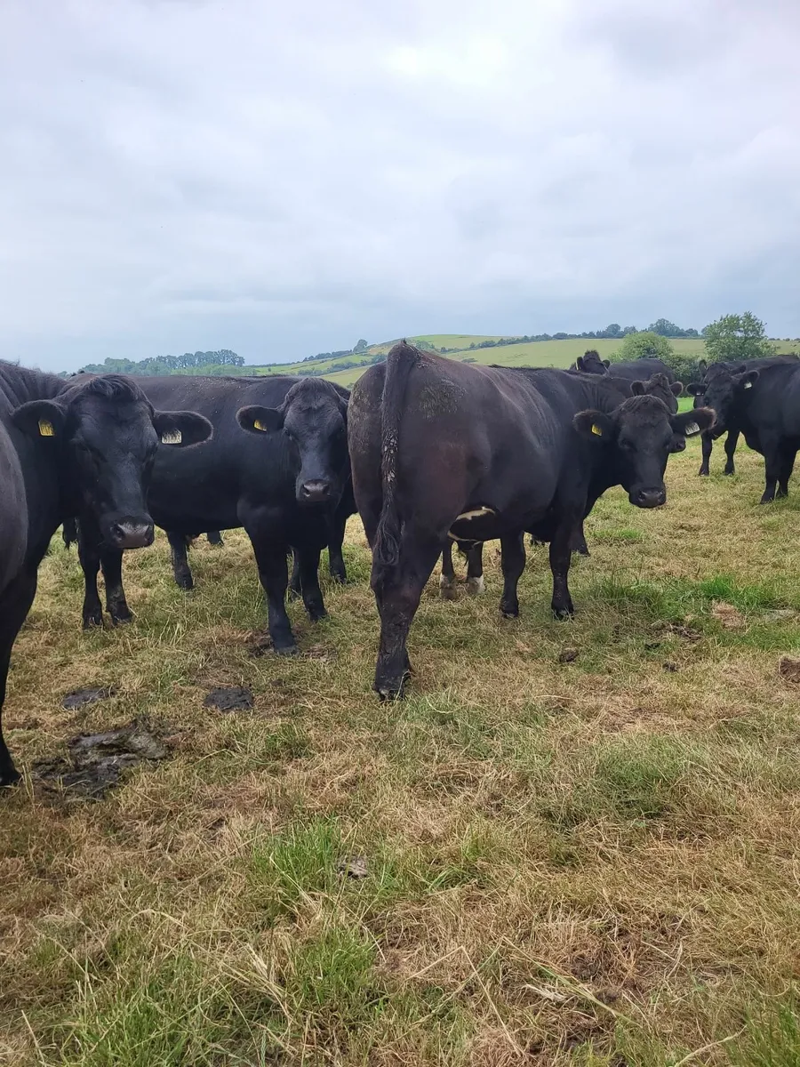 Angus Bullocks - Image 2