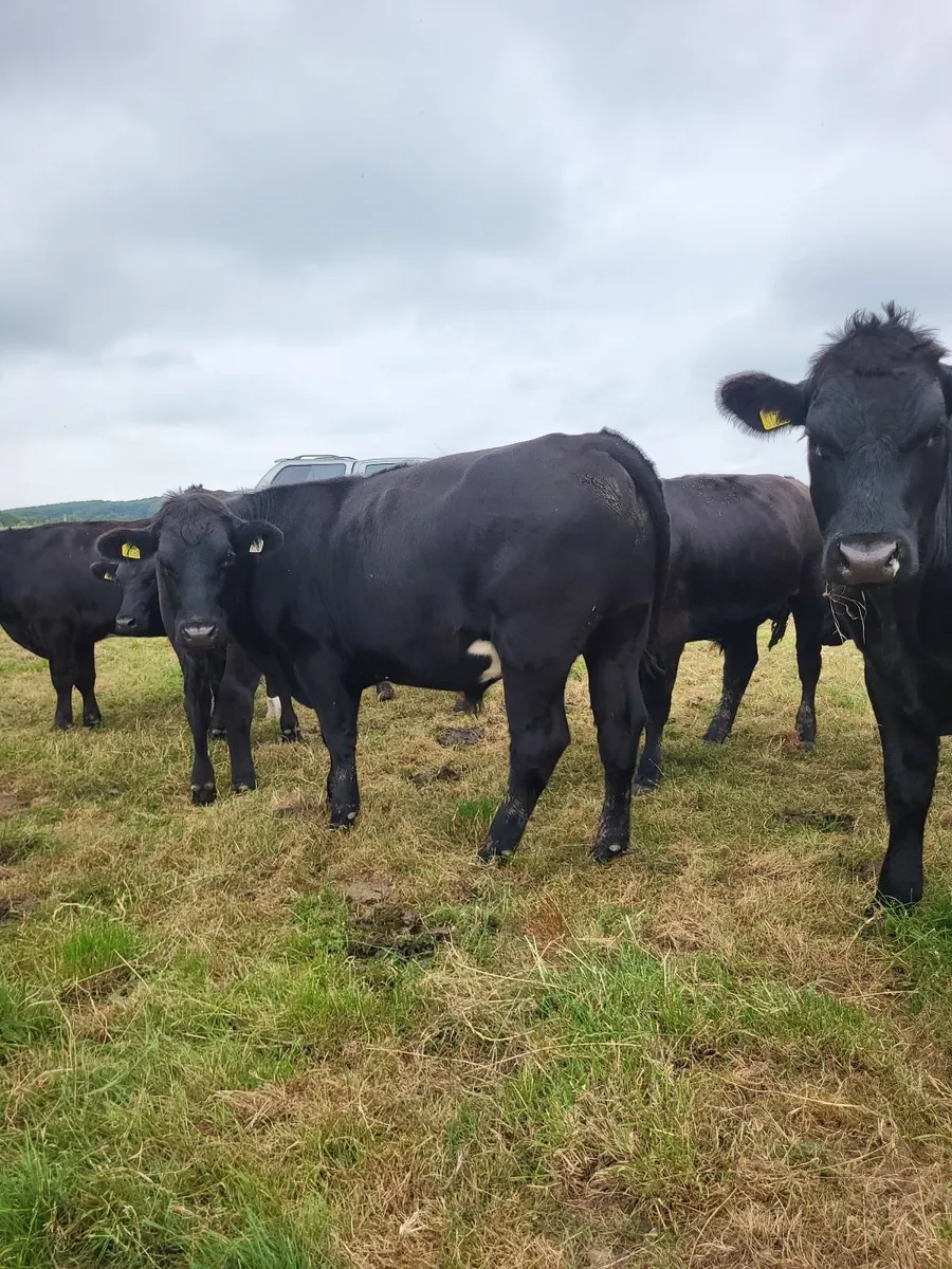 Angus Bullocks - Image 3