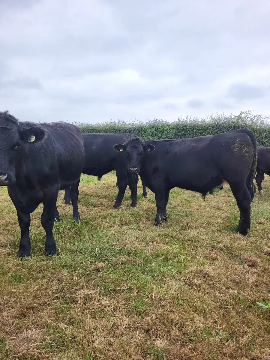 Angus Bullocks - Image 4