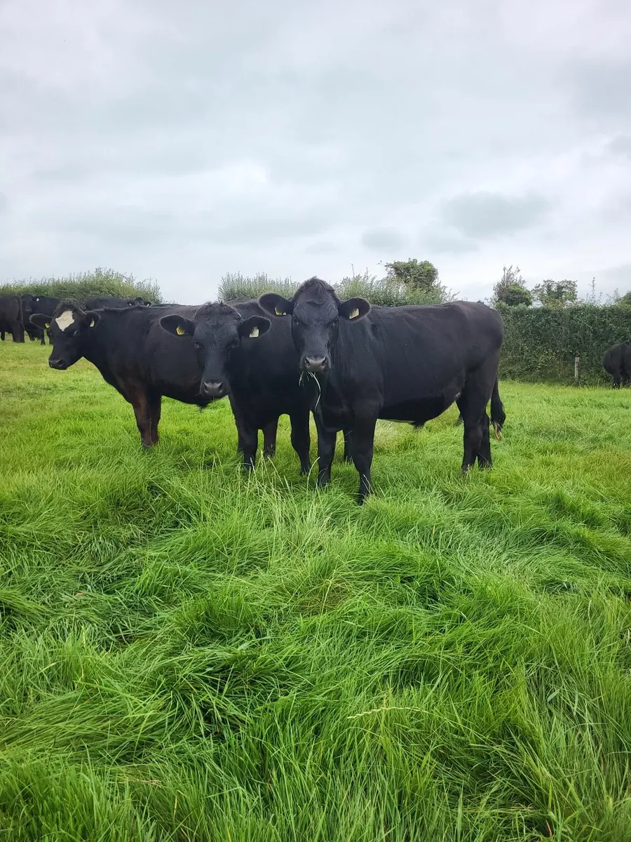 Angus Bullocks - Image 1